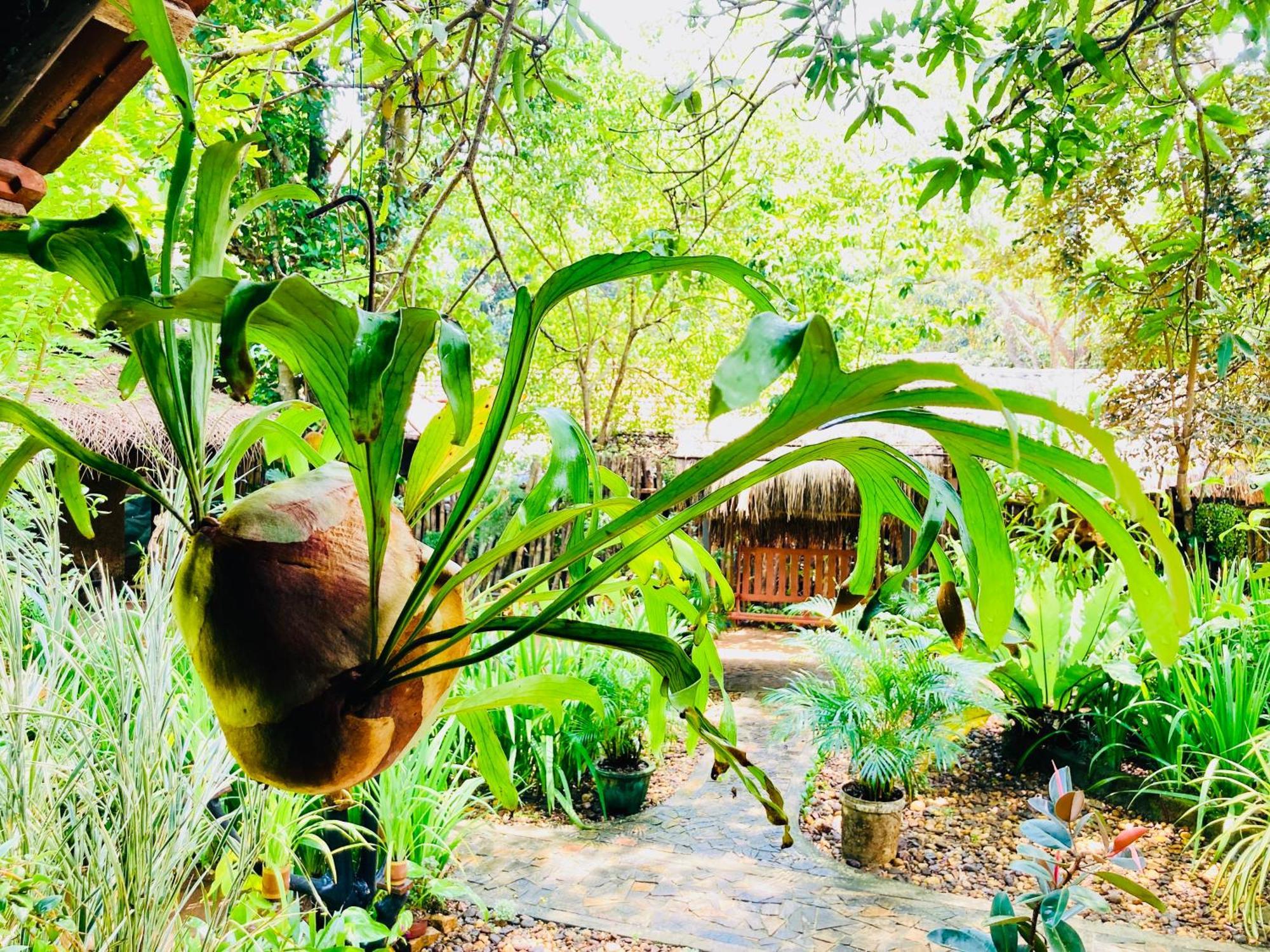 Green Paradise Cottage Udawalawa 达瓦拉维 外观 照片