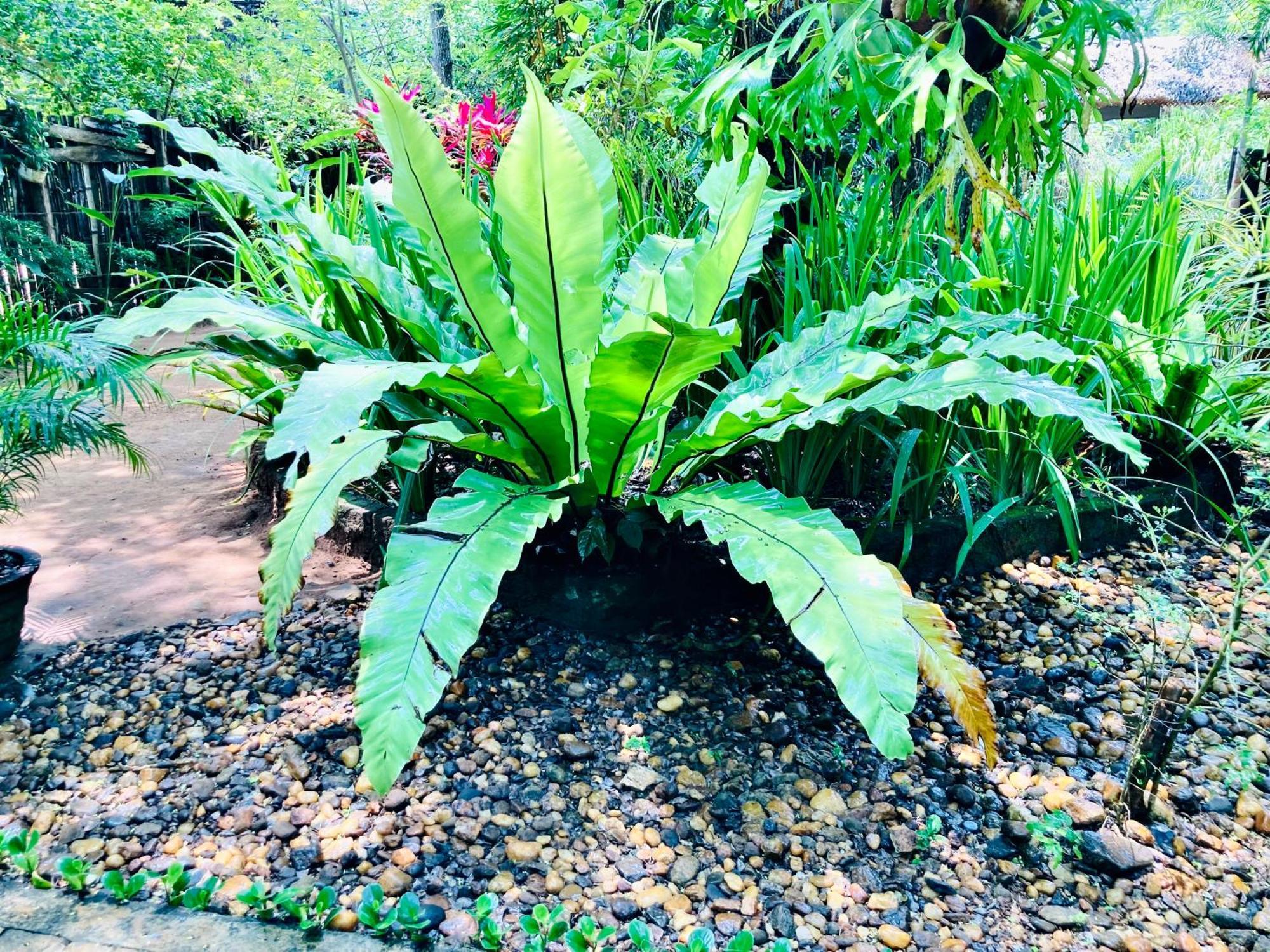 Green Paradise Cottage Udawalawa 达瓦拉维 外观 照片