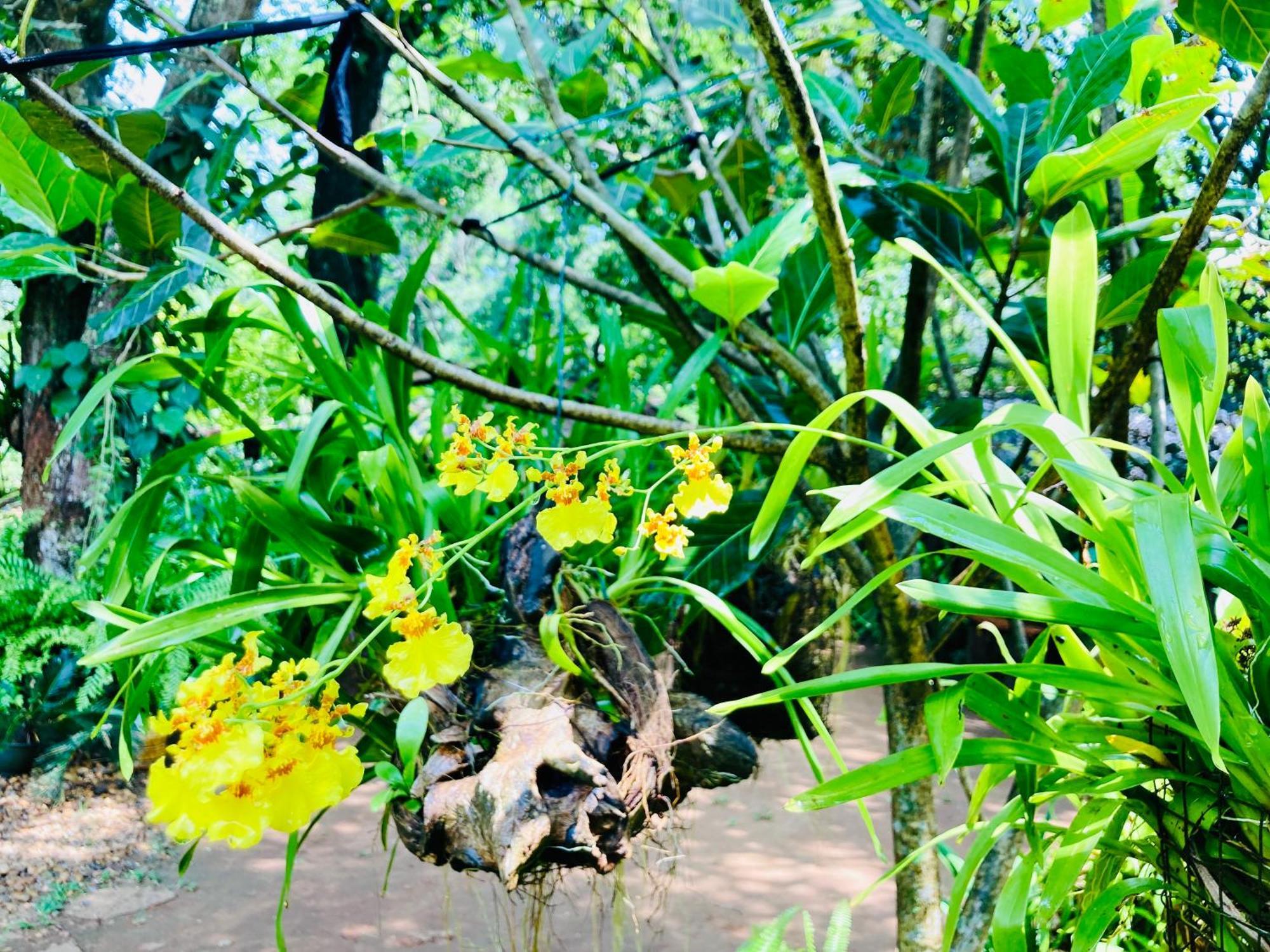 Green Paradise Cottage Udawalawa 达瓦拉维 外观 照片