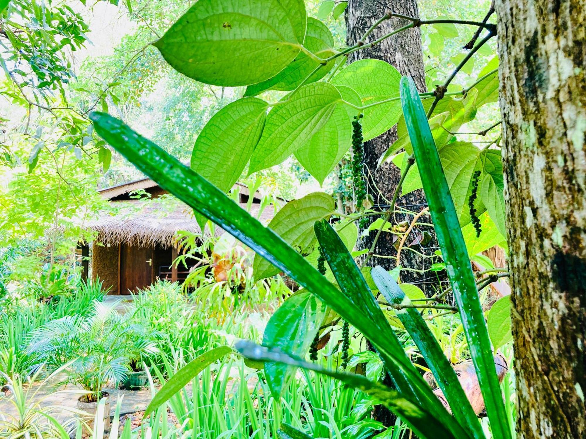 Green Paradise Cottage Udawalawa 达瓦拉维 外观 照片