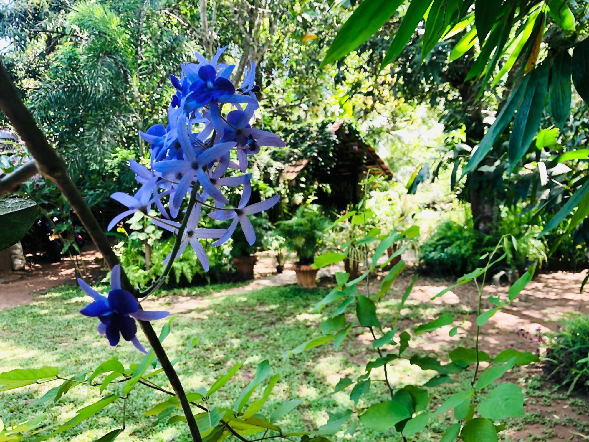Green Paradise Cottage Udawalawa 达瓦拉维 外观 照片